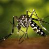 mosquito-tigre.jpg