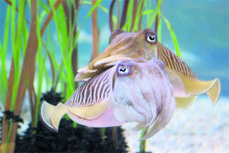 Sipias Aquarium Barcelona